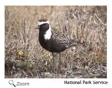 american golden plover