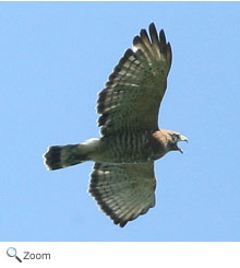 broad-winged hawk
