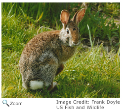 Eastern Cottontail