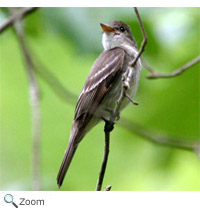 eastern wood pewee