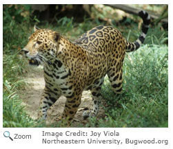 Jaguar