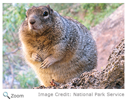 Rock Squirrel