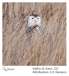 Snowy Owl