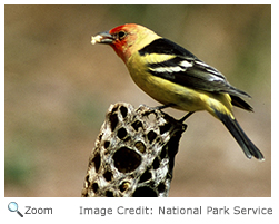 Western Tanager